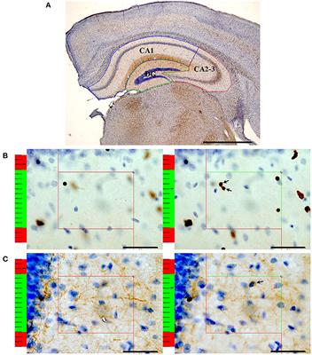 Fluoxetine Promotes Hippocampal Oligodendrocyte Maturation and Delays Learning and Memory Decline in APP/PS1 Mice